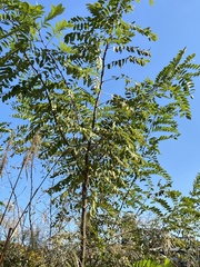 Robinia pseudoacacia