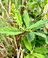 Crotalaria