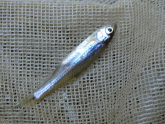 Notropis stramineus