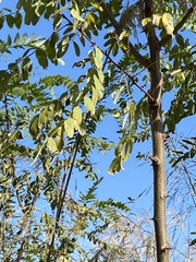Robinia pseudoacacia