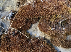 Syntrichia laevipila