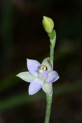 Thelymitra pallidifructus