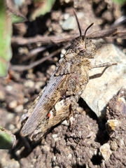 Chimarocephala pacifica