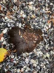 Astraeus hygrometricus