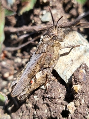 Chimarocephala pacifica