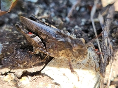 Chimarocephala pacifica