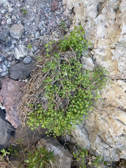 Pleurocoronis laphamioides