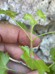 Pleurocoronis laphamioides