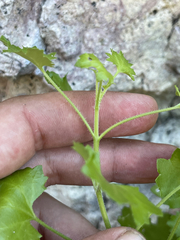 Pleurocoronis laphamioides