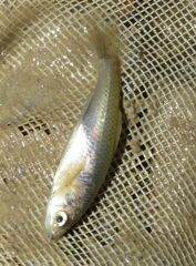 Cyprinella lutrensis