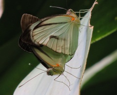 Ganyra phaloe