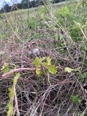 Cissus trifoliata