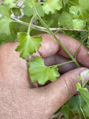 Pleurocoronis laphamioides