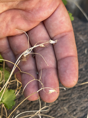 Pleurocoronis laphamioides