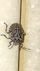 Antiteuchus