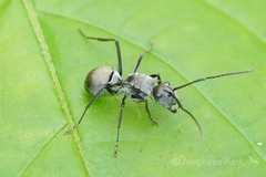 Polyrhachis latona
