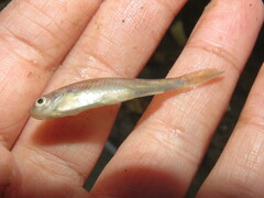 Cyprinella lutrensis