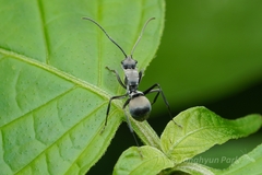 Polyrhachis latona