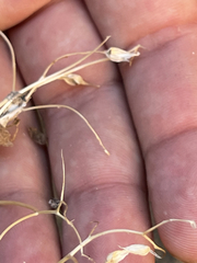 Pleurocoronis laphamioides