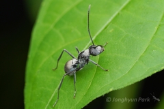 Polyrhachis latona