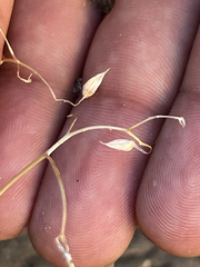 Pleurocoronis laphamioides