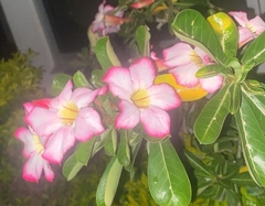 Adenium