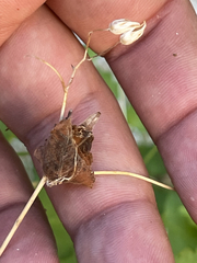 Pleurocoronis laphamioides