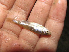 Cyprinella lutrensis