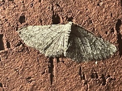 Iridopsis defectaria