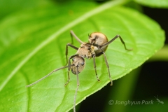 Polyrhachis proxima