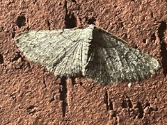 Iridopsis defectaria