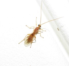 Rogadinae
