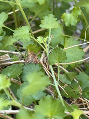 Pleurocoronis laphamioides