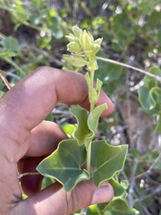 Mirabilis