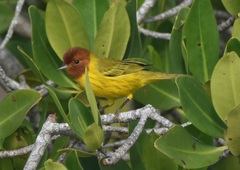Setophaga petechia bryanti