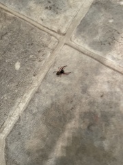 Trachelidae