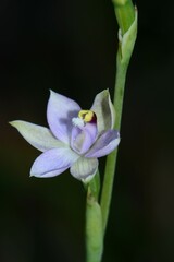 Thelymitra pallidifructus