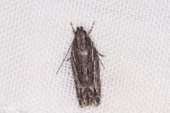 Ardozyga amblopis