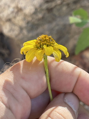 Heliopsis anomala