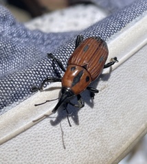 Diathetes