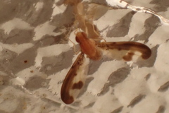 Toxonevra superba