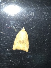 Coelostathma discopunctana