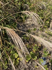 Miscanthus sinensis