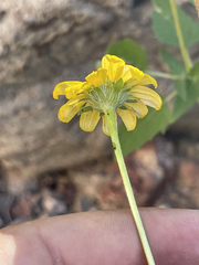Heliopsis anomala