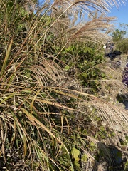 Miscanthus sinensis