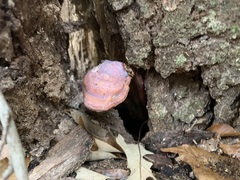 Ganoderma curtisii