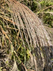 Miscanthus sinensis