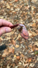 Ganoderma curtisii