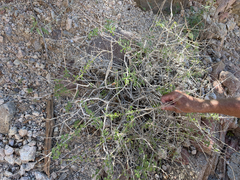 Pleurocoronis laphamioides