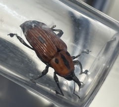 Diathetes
